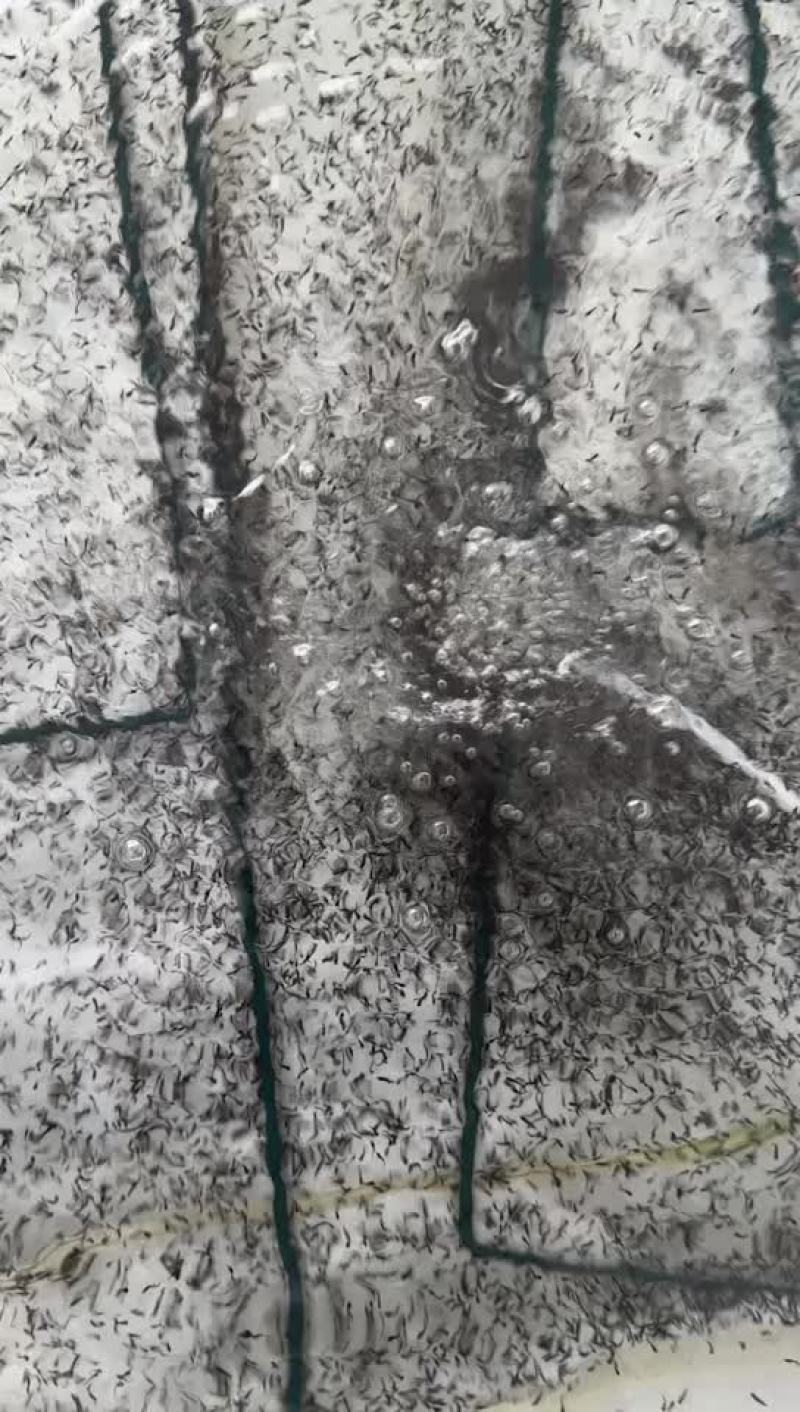 牛蛙苗
