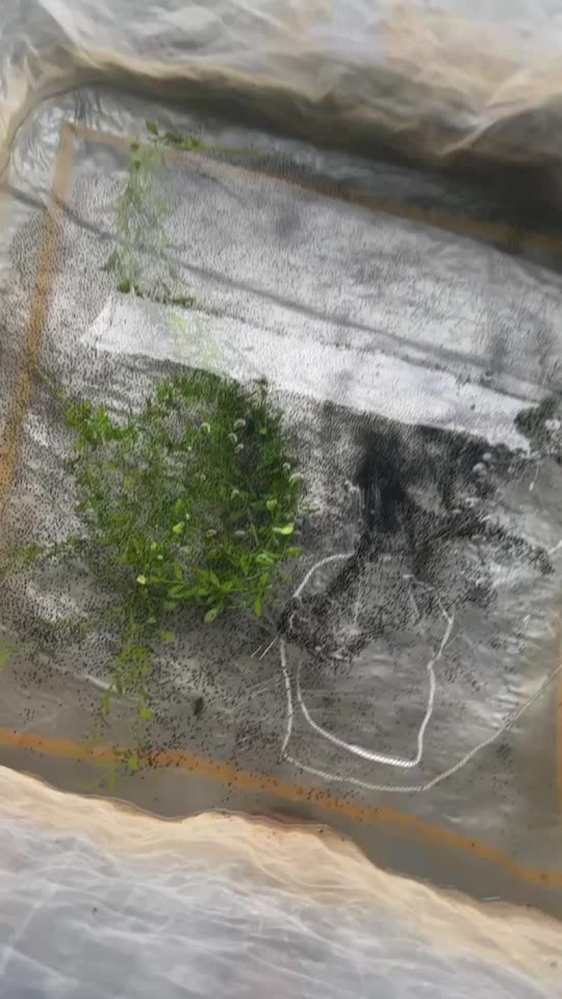 牛蛙苗