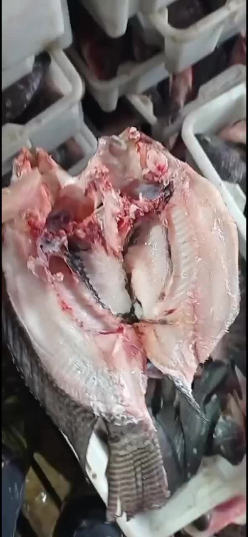 开背开肚罗非鱼。