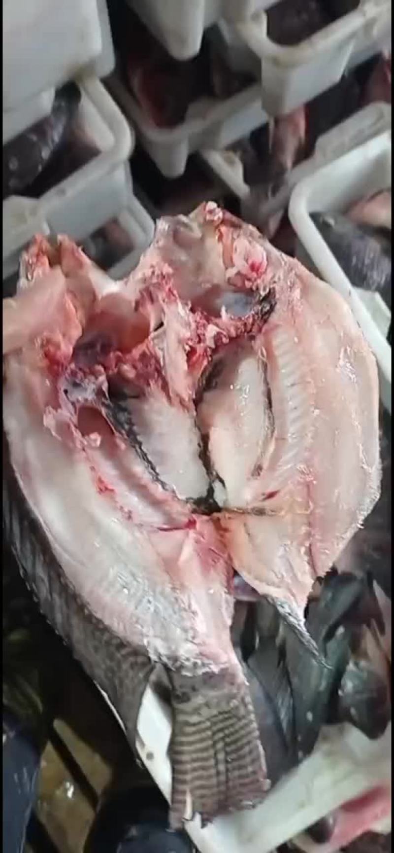 开背开肚罗非鱼。