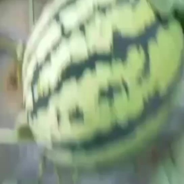 山东省聊城市许营甜王西瓜