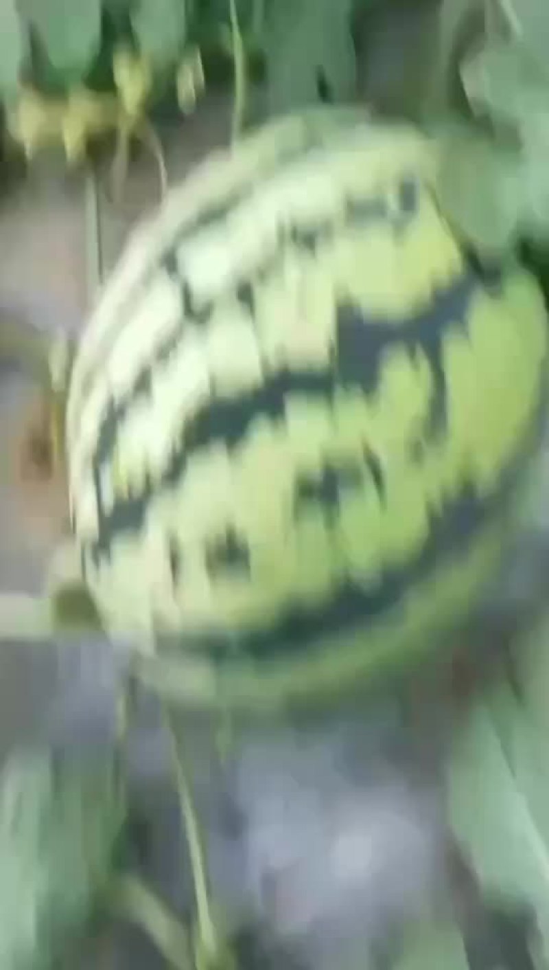 山东省聊城市许营甜王西瓜