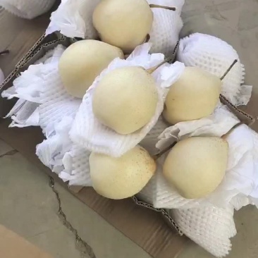 河北鸭梨，果面干净，脆甜，汁多