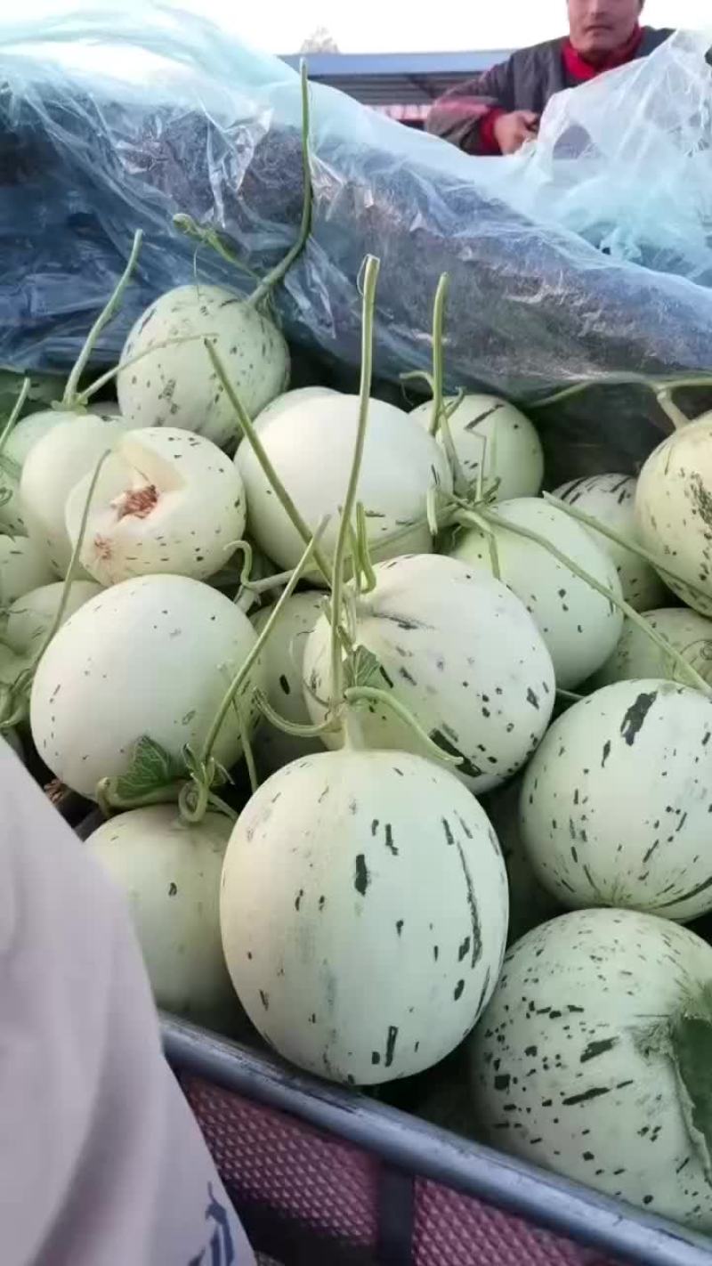 梦露甜瓜