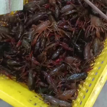 龙虾