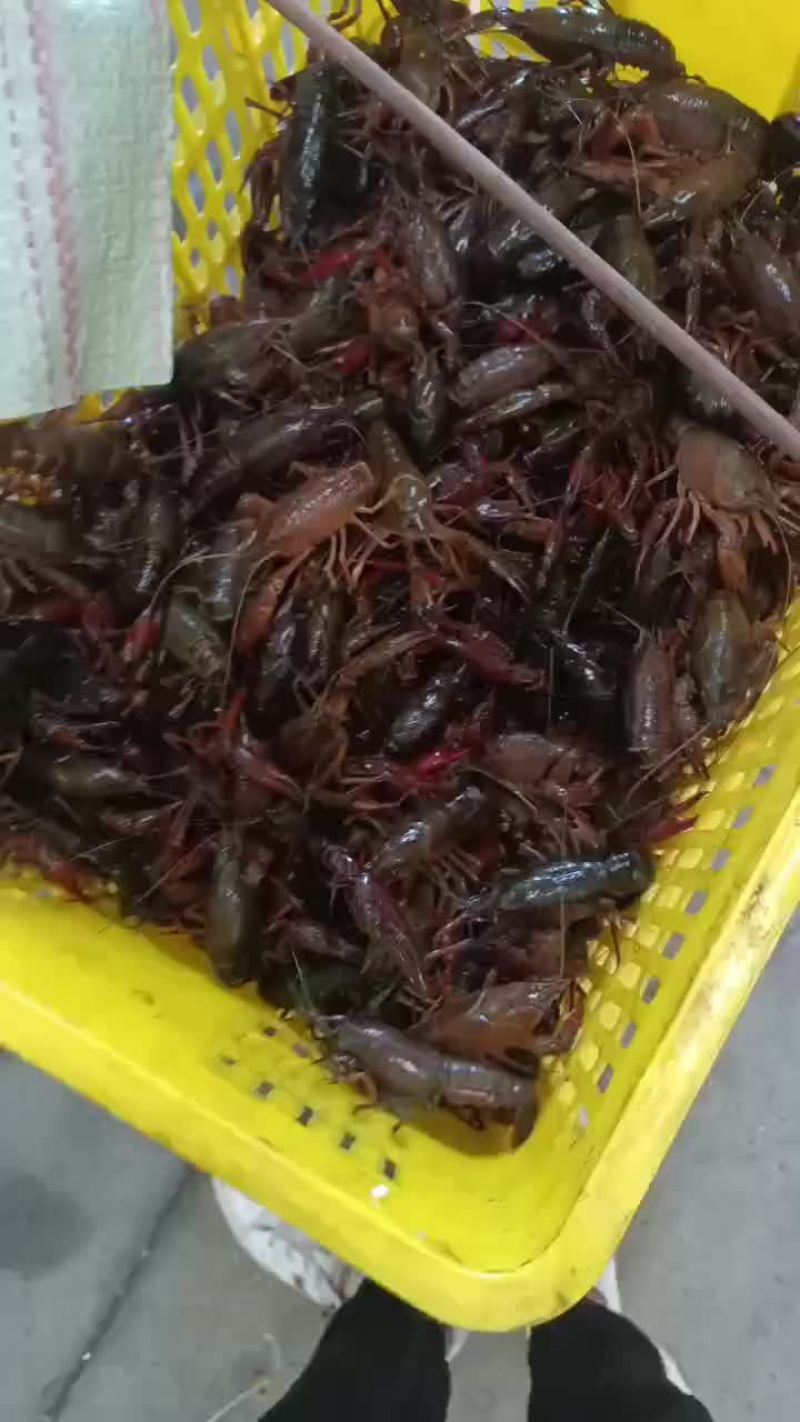 龙虾