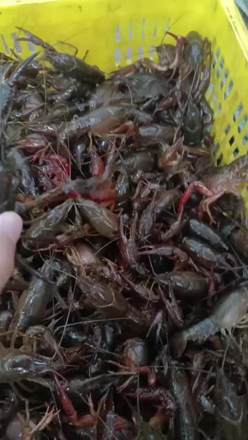 龙虾