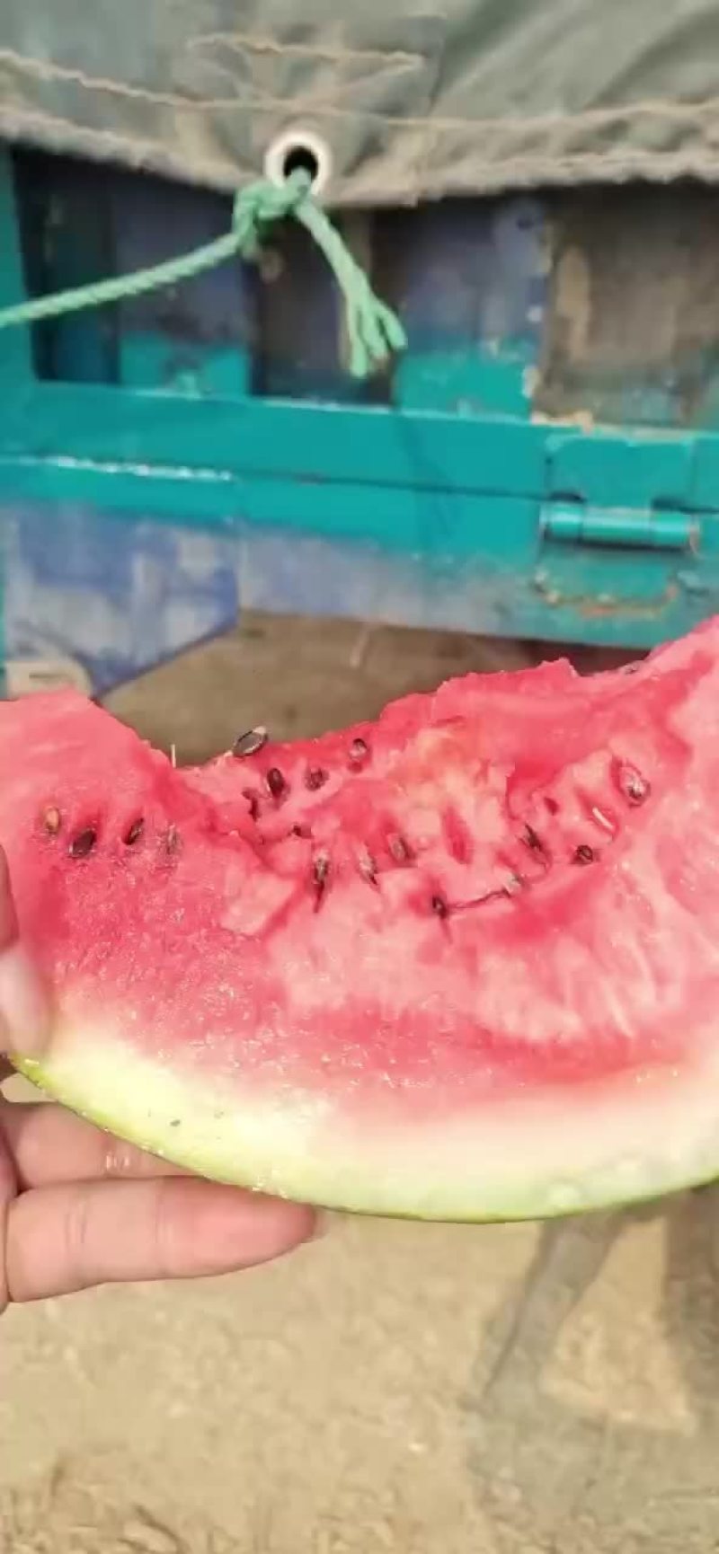 甜王西瓜，大量上市，黑美人大量上市