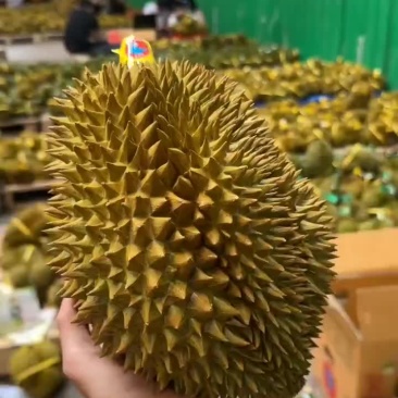 榴莲一件代发金枕榴莲托曼尼榴莲甲仑榴莲一件代发