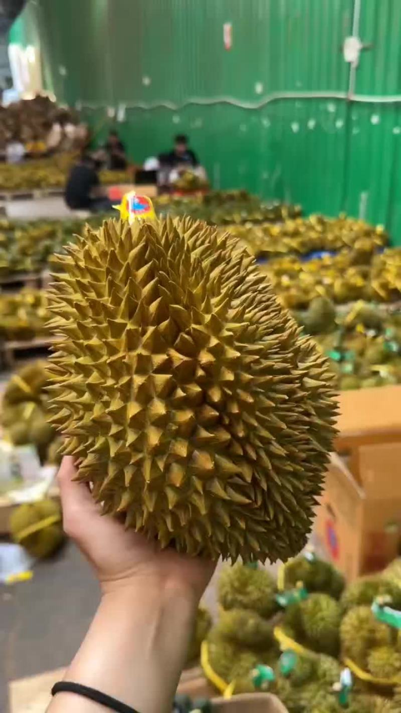 榴莲一件代发金枕榴莲托曼尼榴莲甲仑榴莲一件代发