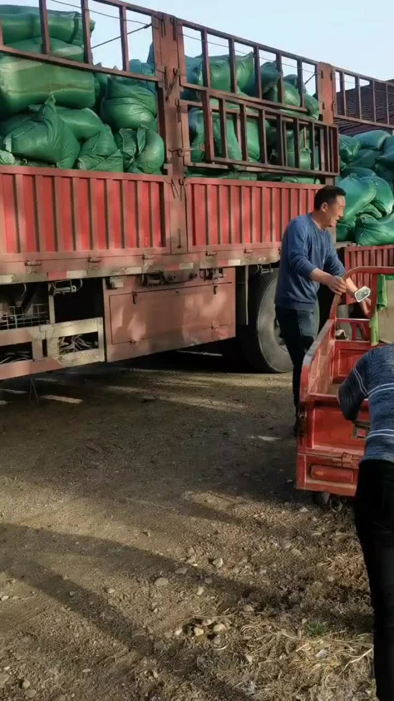 甘肃古浪黄花滩发酵纯羊粪专业生产厂家，质量很好，价格实惠