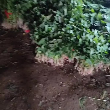 商薯19脱毒红薯苗