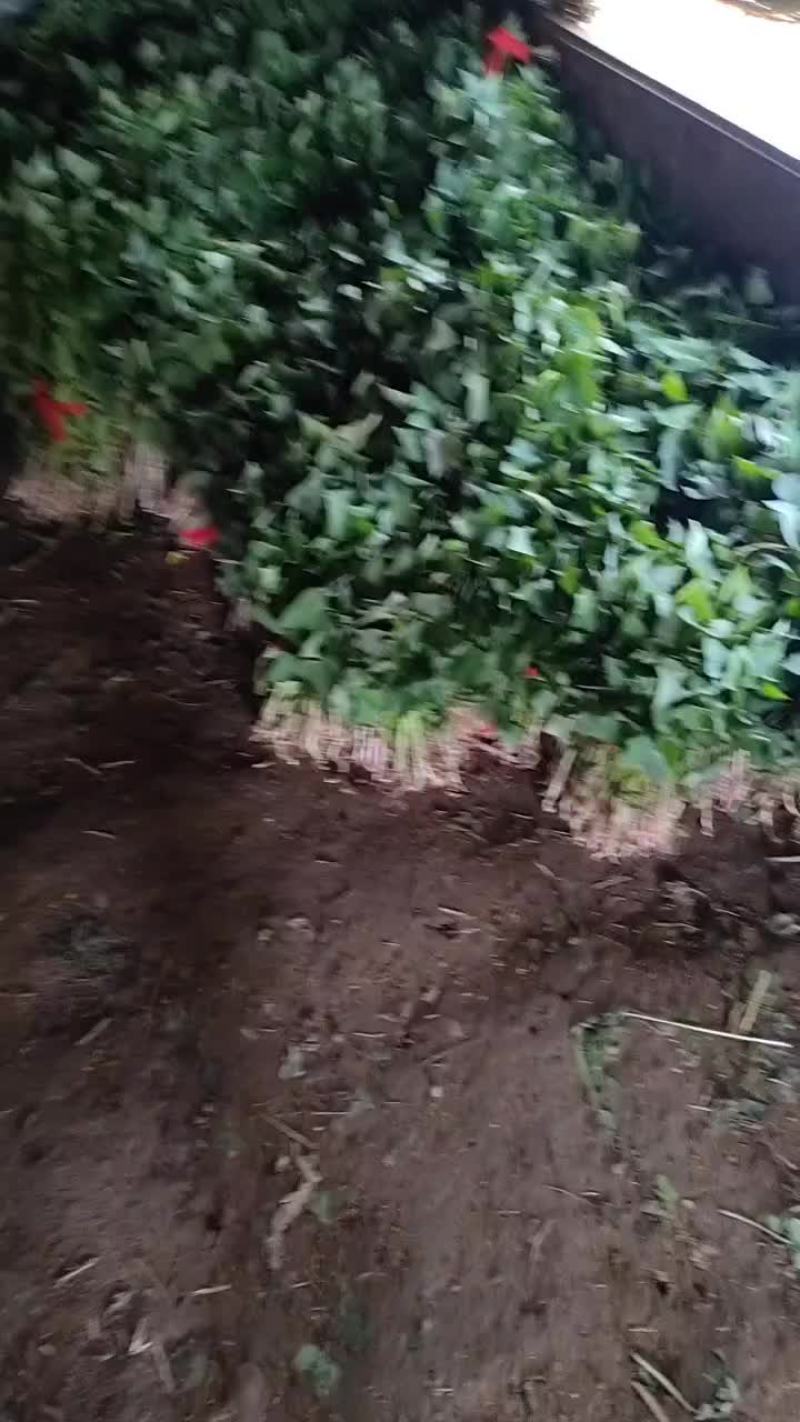 商薯19脱毒红薯苗