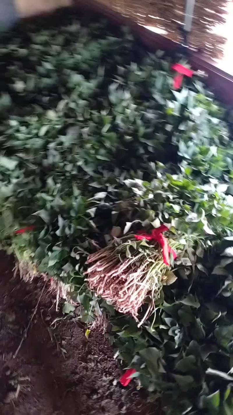 商薯19脱毒红薯苗