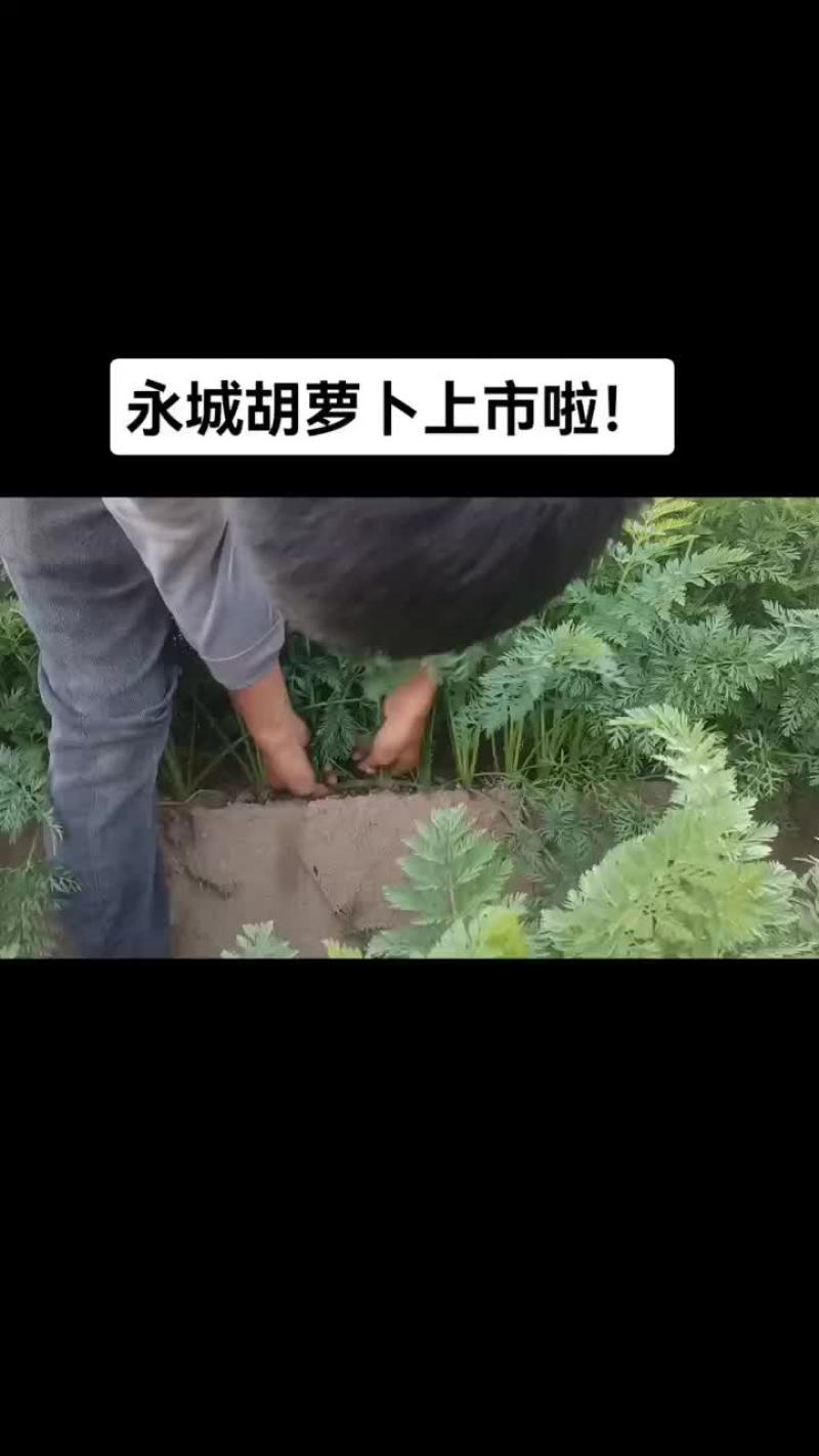 二红胡萝卜