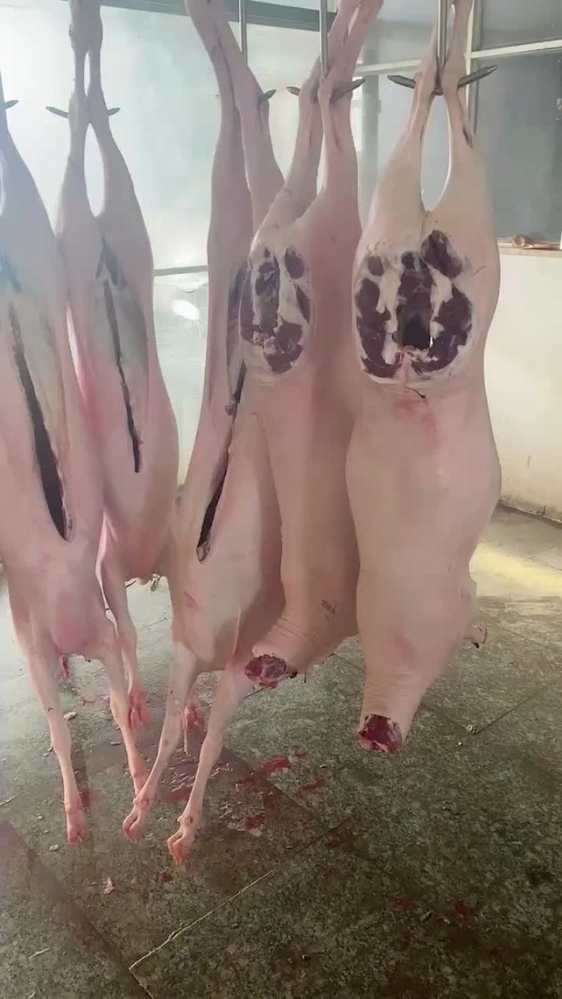 羊腔子带皮羊腔子单只在60斤以上速冻发货干货无水