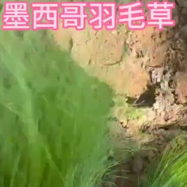 墨西哥羽毛草杯苗