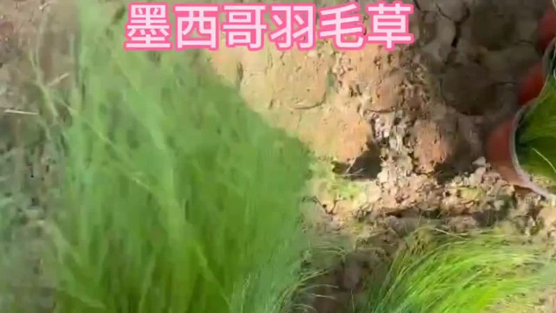 墨西哥羽毛草杯苗