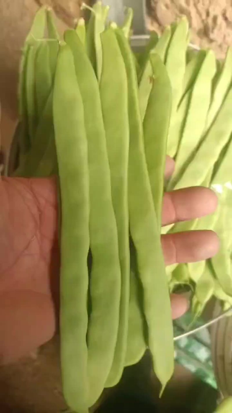 扁青芸豆