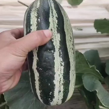 精品博洋甜瓜