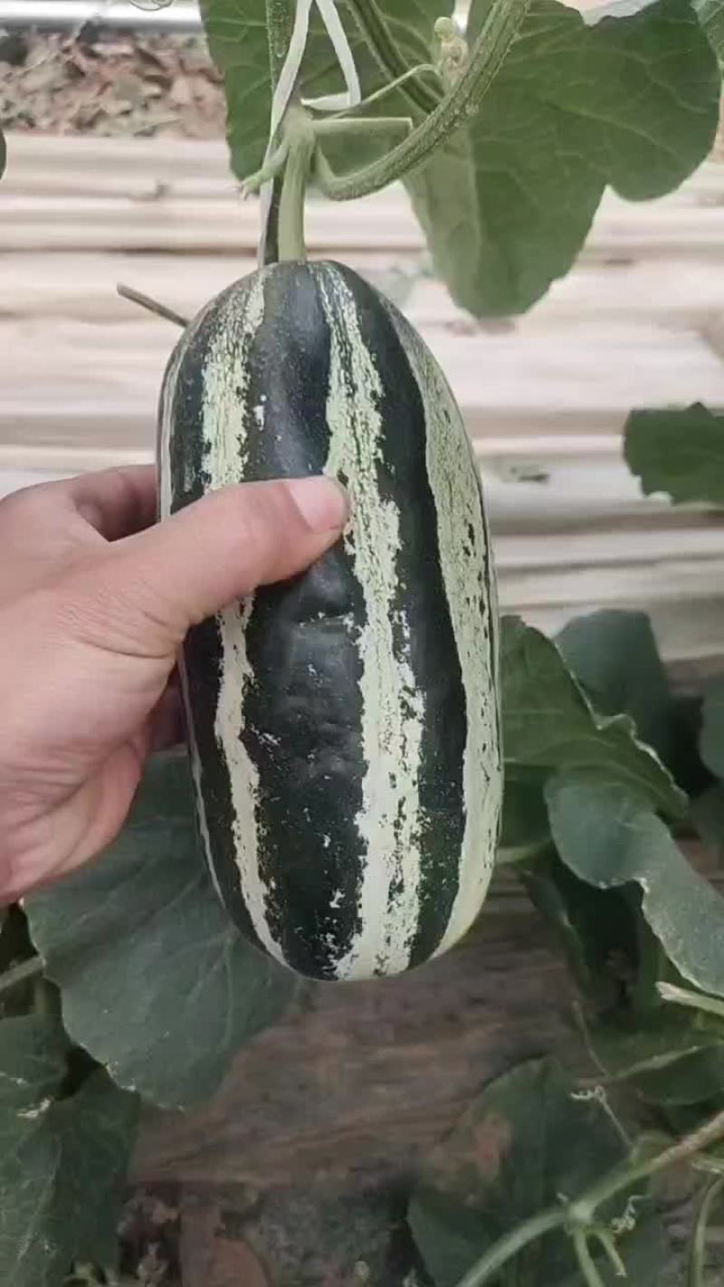 精品博洋甜瓜