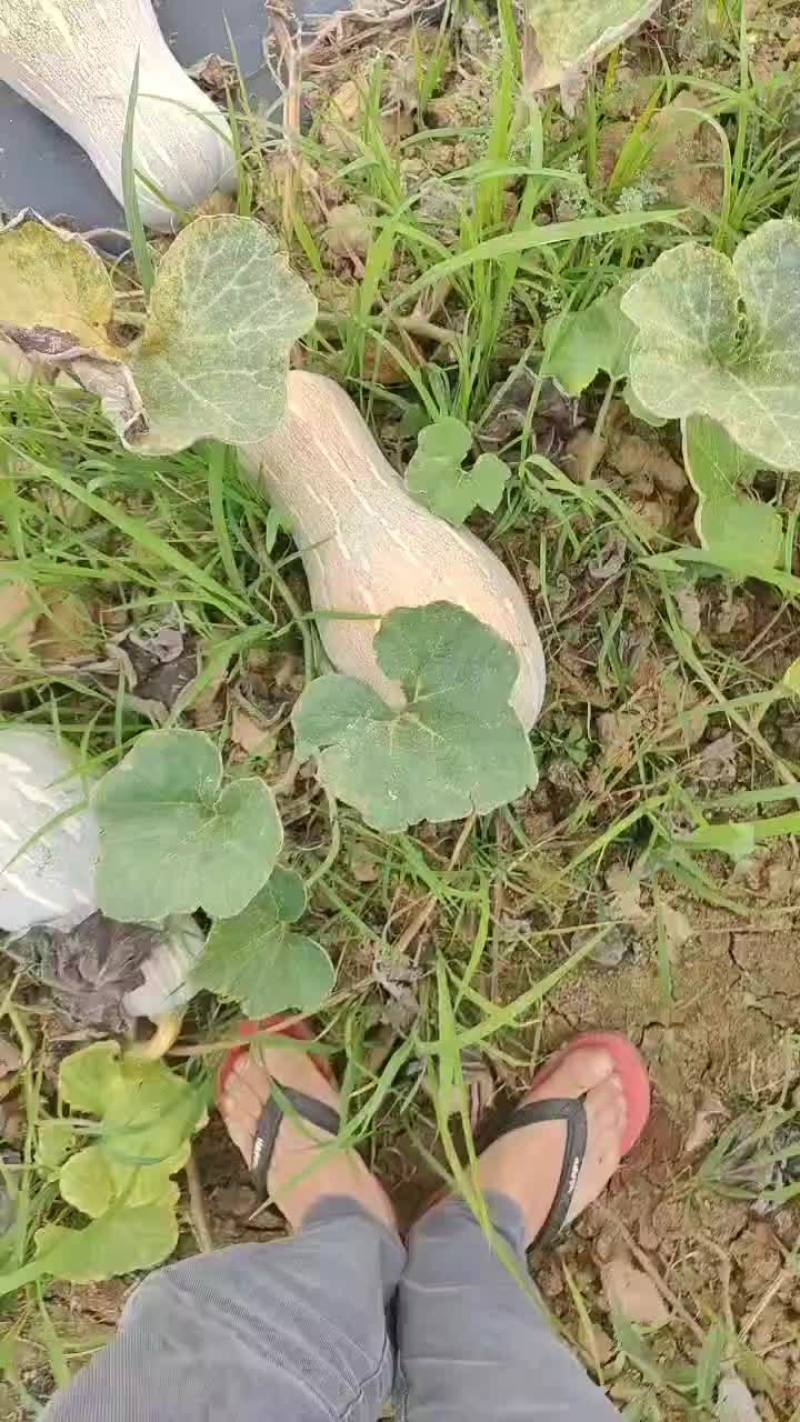 蜜本南瓜看上了来。