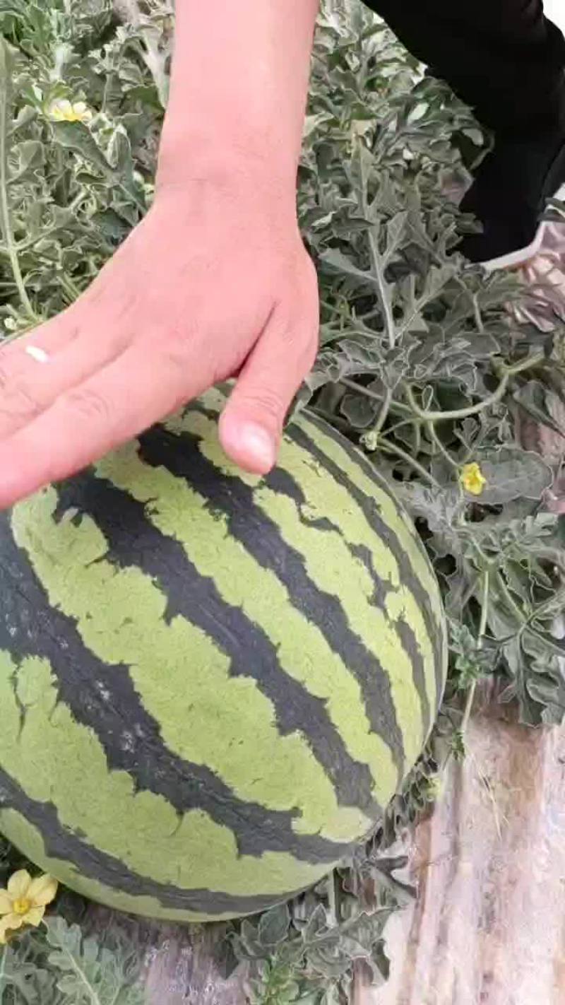 诚信赢天下，云南麒麟美都西瓜