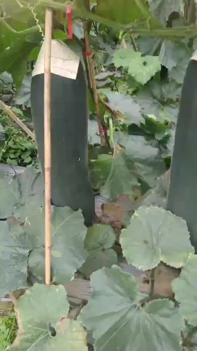 冬瓜
