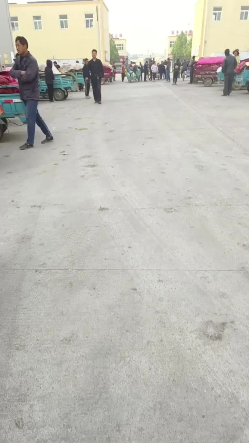甜瓜