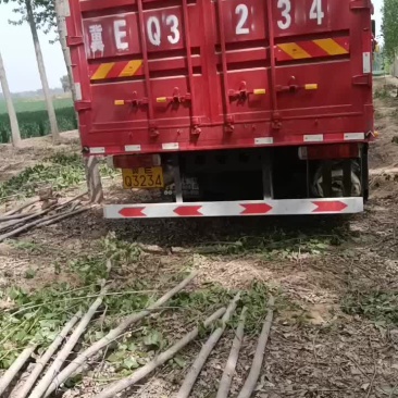 107速生杨树苗大量有货需要的联系