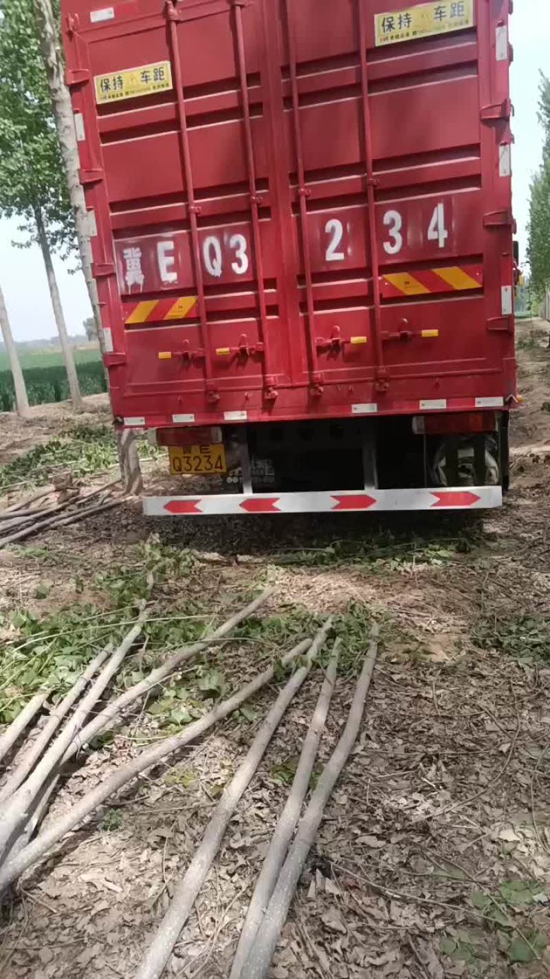 107速生杨树苗大量有货需要的联系