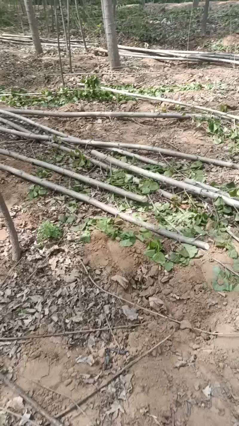 107速生杨树苗大量有货需要的联系
