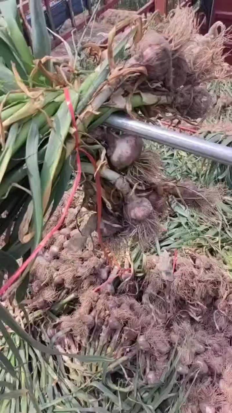 河南把子蒜大量上市中，有要货的老板联系我，产地一手货源