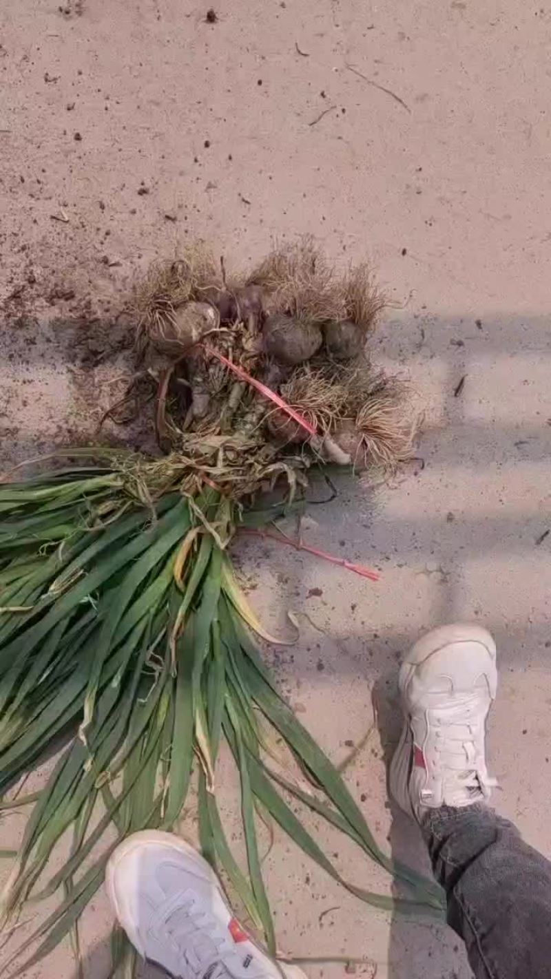河南把子蒜大量上市中，有要货的老板联系我，产地一手货源