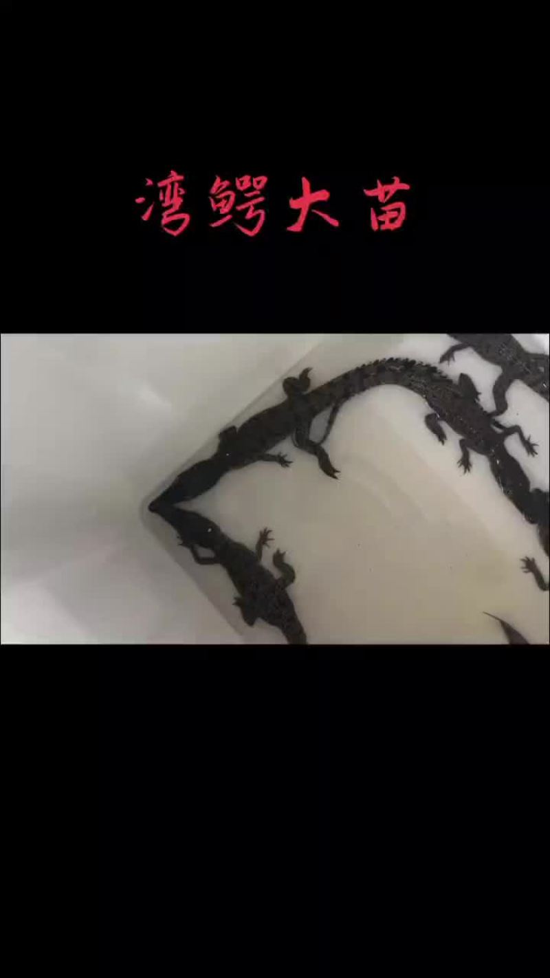 40至50公分湾鳄苗