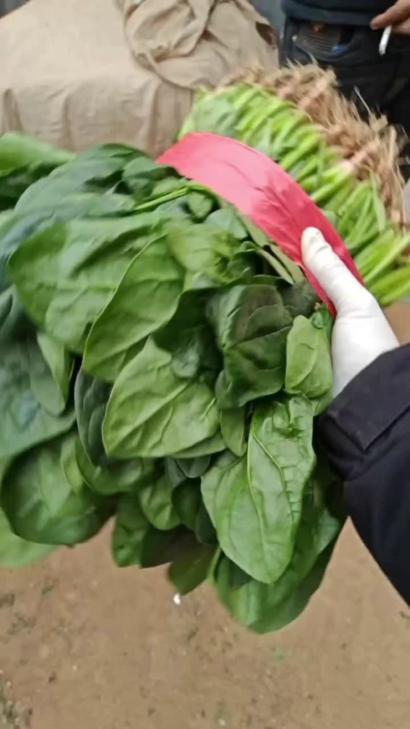 整车甘蓝