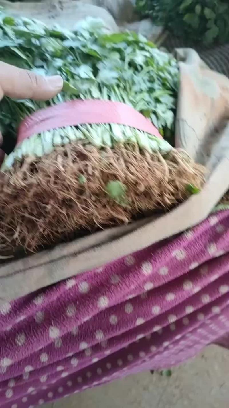 整车甘蓝