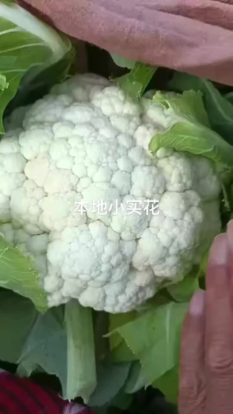 整车甘蓝