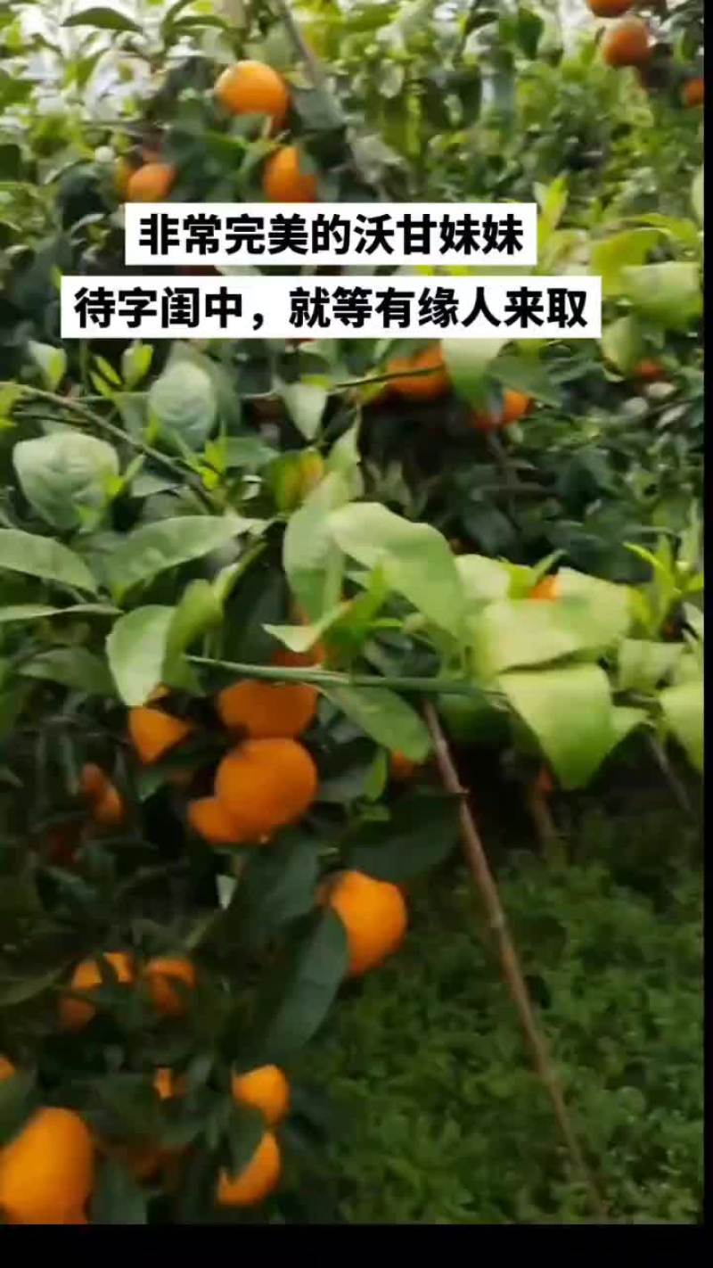 精品沃甘每天发车！货源充足，价格实惠
