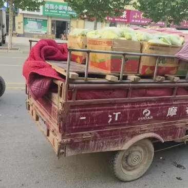 甜瓜