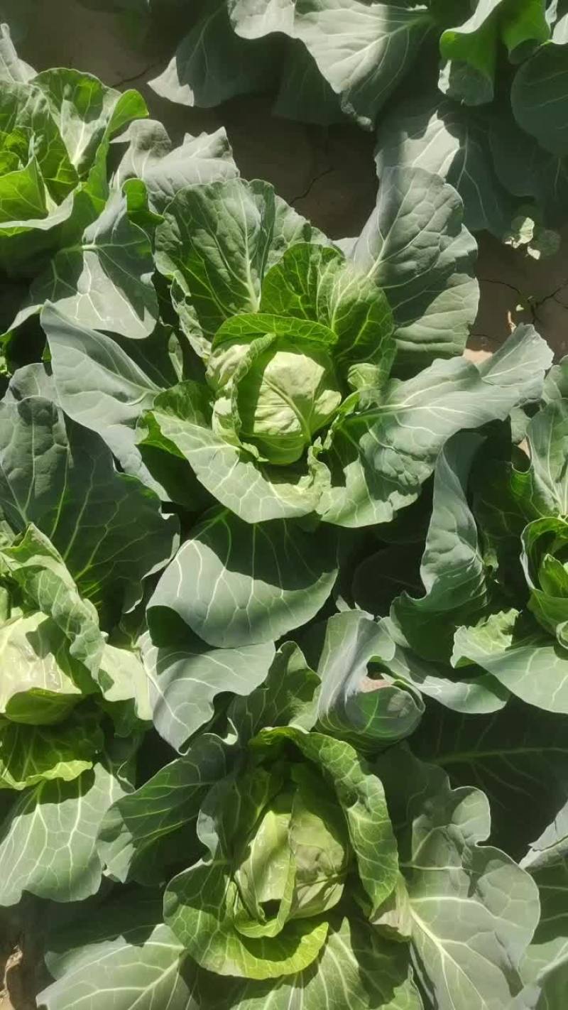 莲花菜，热卖中