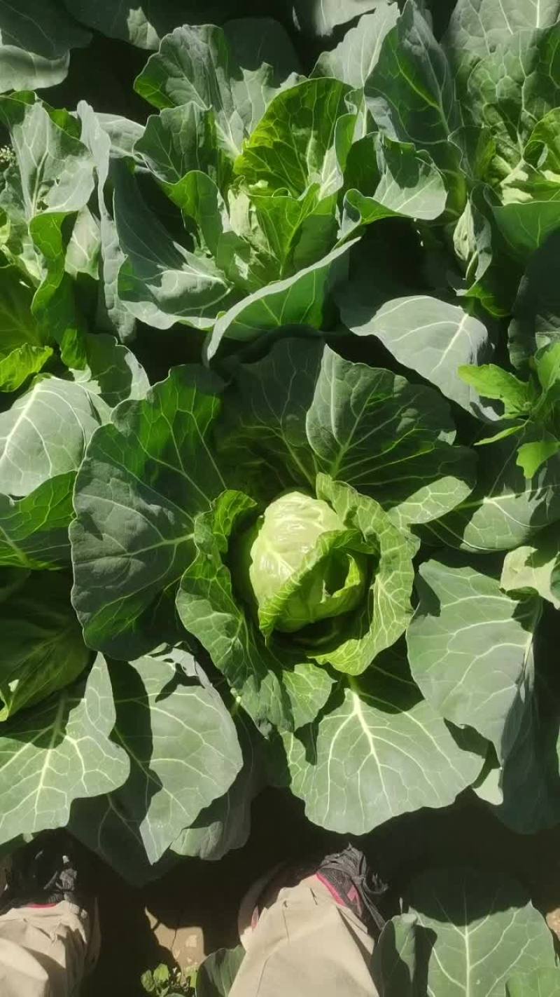 莲花菜，热卖中
