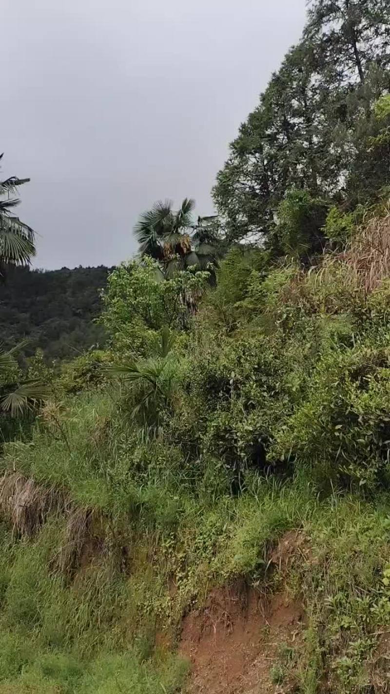 棕树