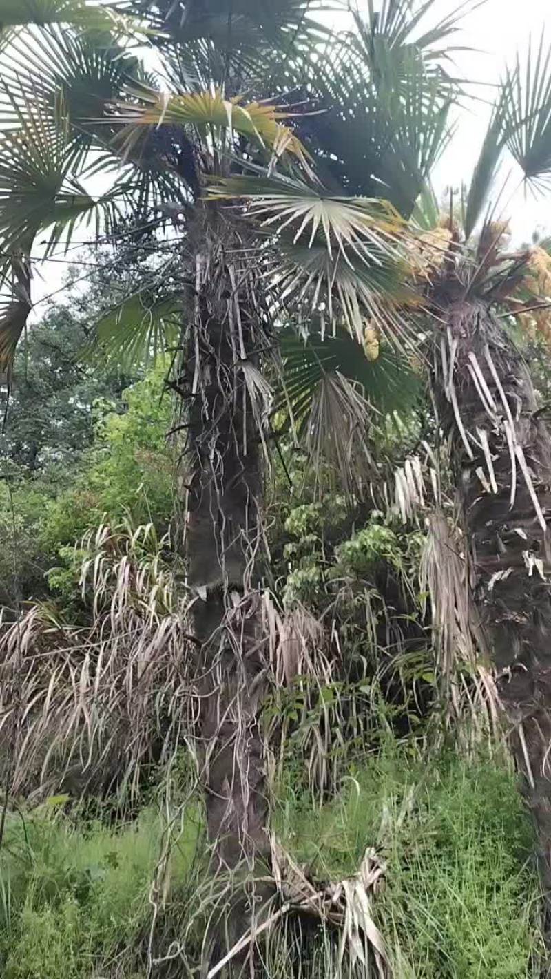 棕树