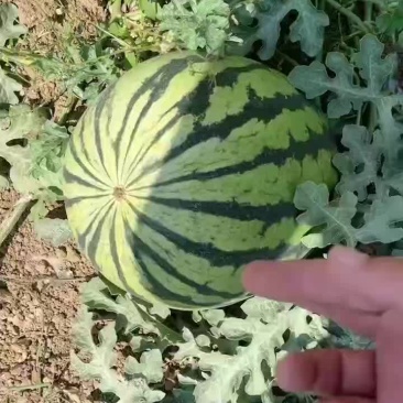西瓜