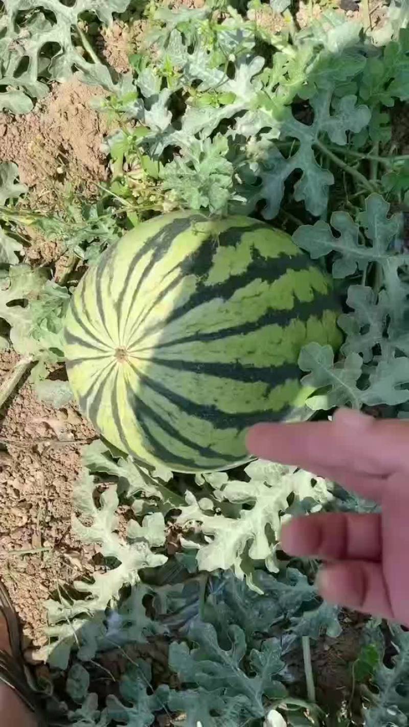 西瓜
