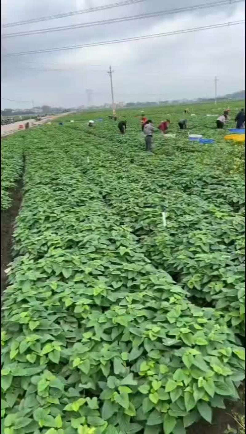 优质苕尖