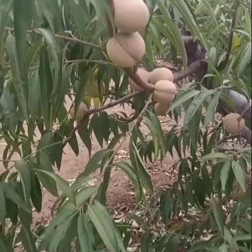 桃子，秋彤，国庆红，金秋红密，全红冬桃，青州蜜小冬桃。