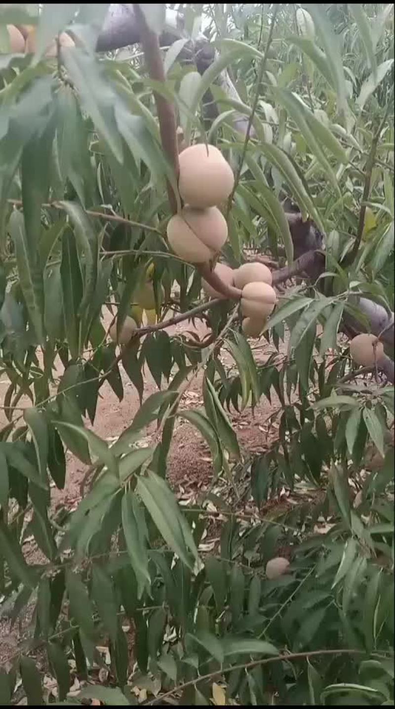 桃子，秋彤，国庆红，金秋红密，全红冬桃，青州蜜小冬桃。
