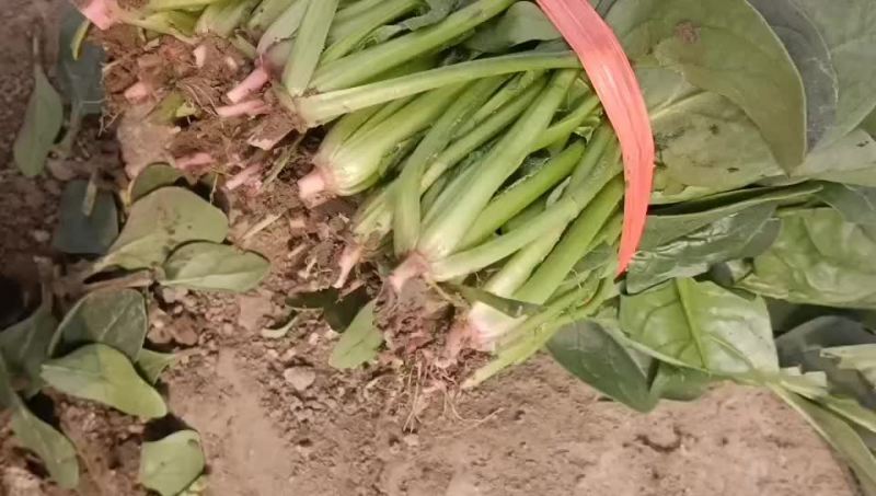 露天菠菜大量上市，叶片好，黑亮，需要的老板可以下手了，